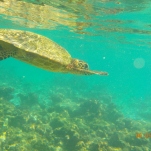Maldives Turtles so friendly
